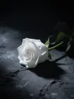 Demon King Seeks Queen